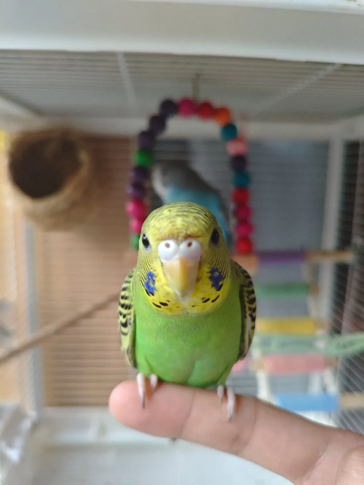 鸟