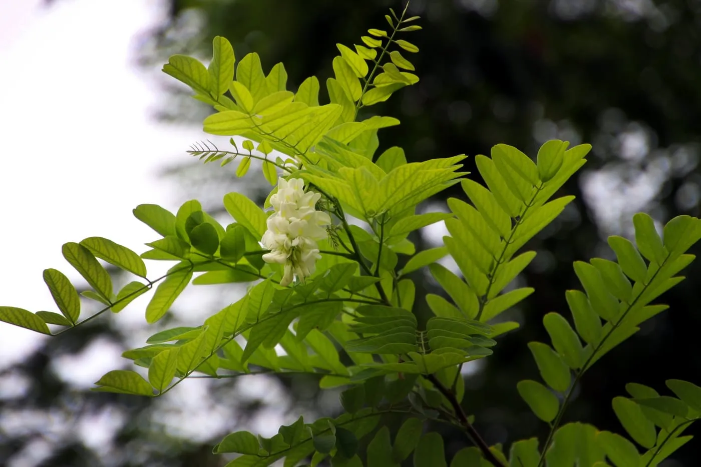 槐花