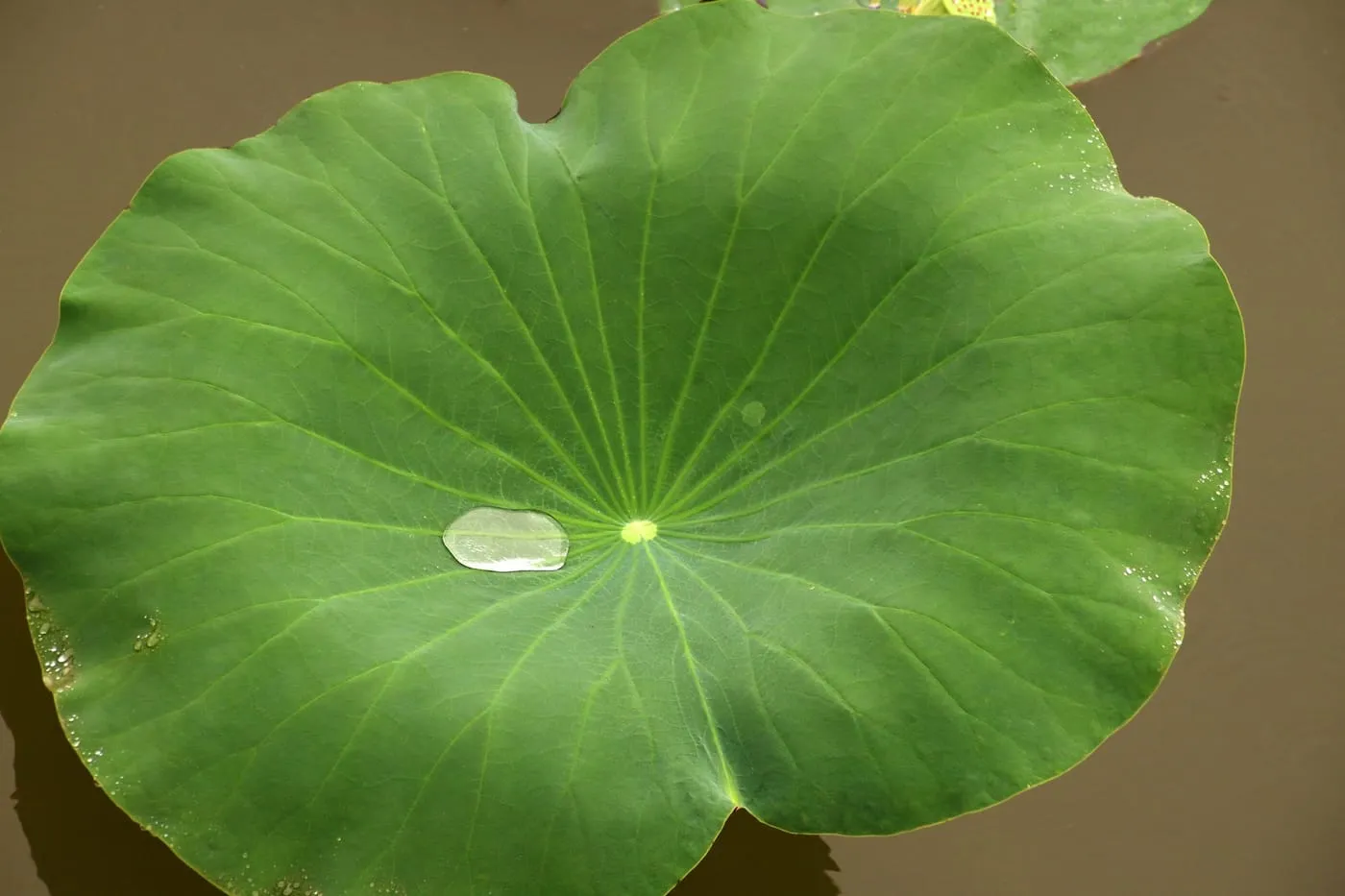 荷叶与积水