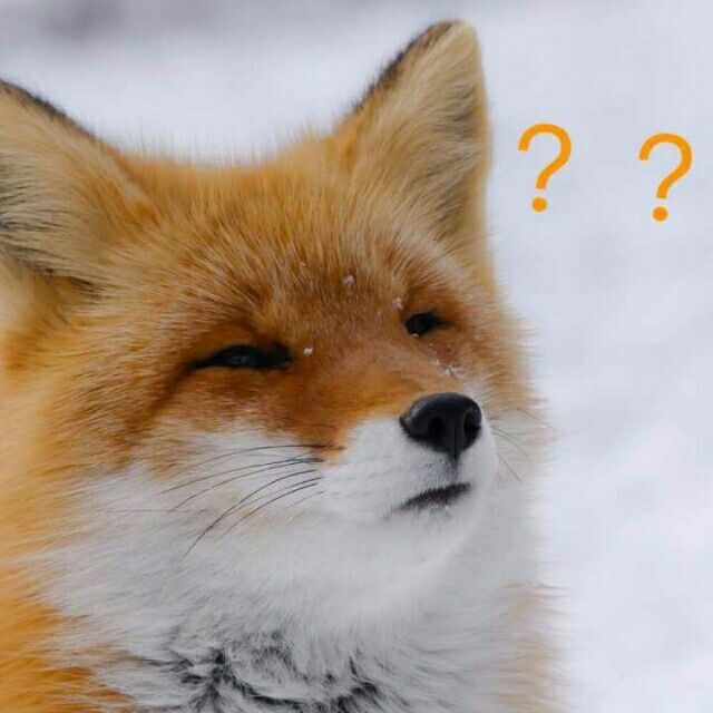 NTFOX