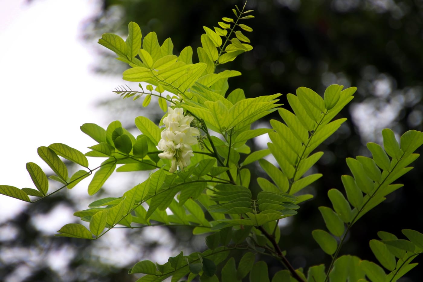 槐花